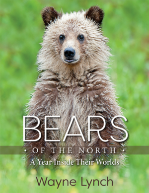 Bears of the North: Year Inside Their Worlds
