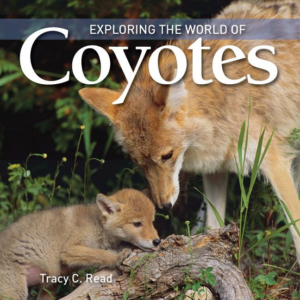Exploring The World Of Coyotes