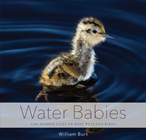 Water Babies : The Hidden Lives of Baby Wetland Birds
