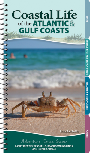 Coastal Life of the Atlantic and Gulf Coasts: Easily Identify Seas