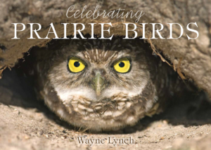 Celebration of Prairie Birds